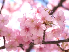 合格おめでとう