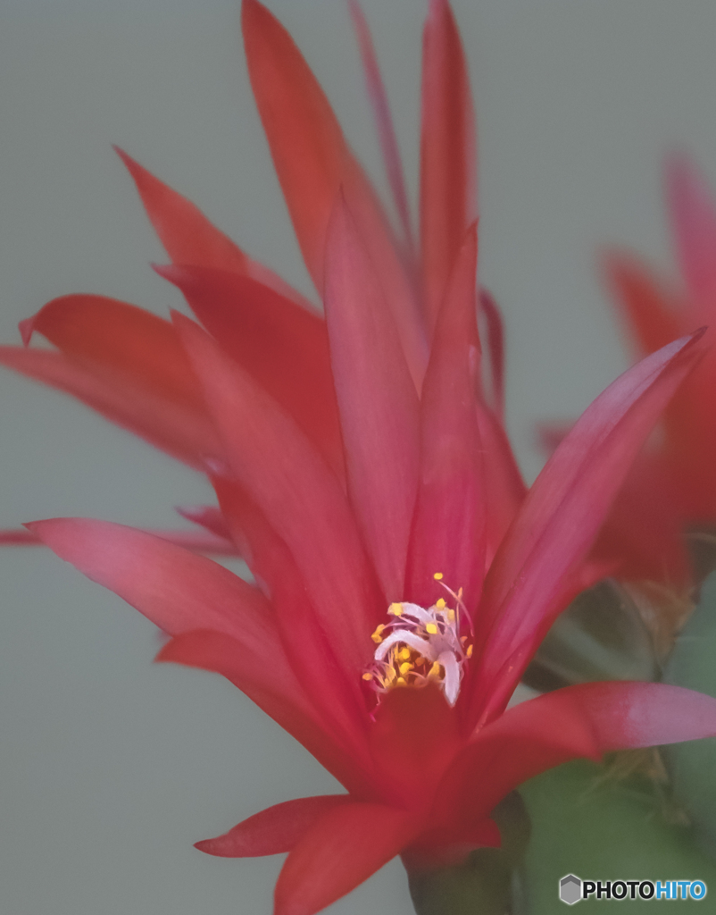 サボテンの花