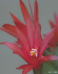 サボテンの花