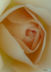 薔薇