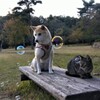 シャボン玉③