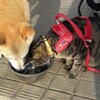 仲良く水飲み