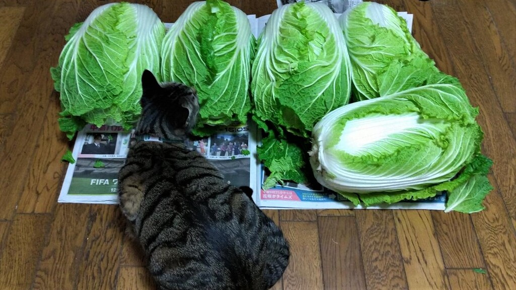 大好物