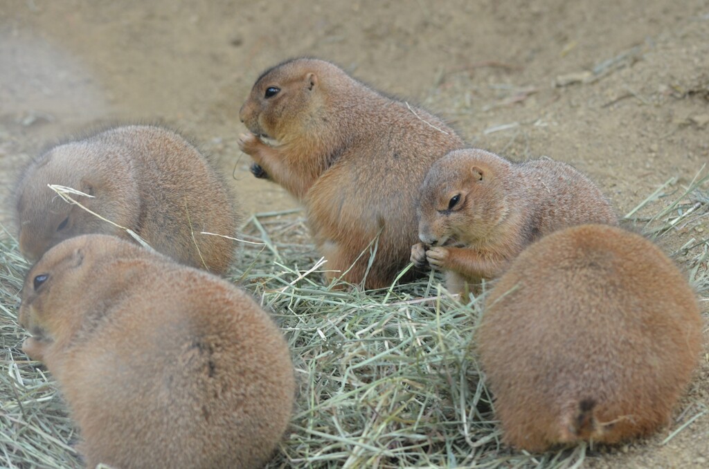 もぐもぐタイム