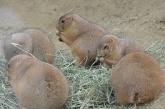 もぐもぐタイム