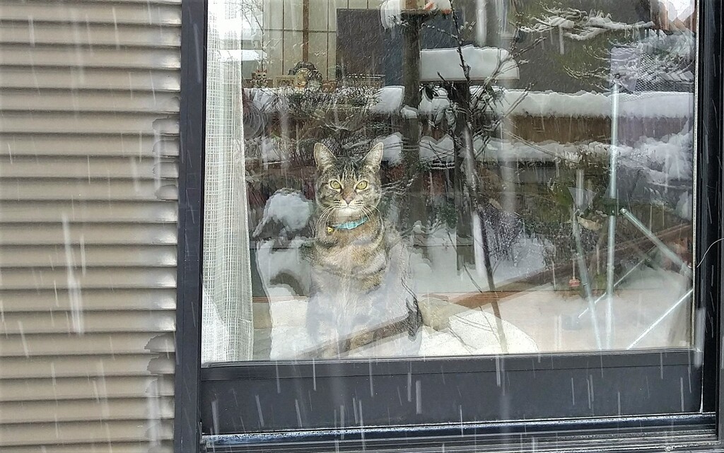 初めての雪