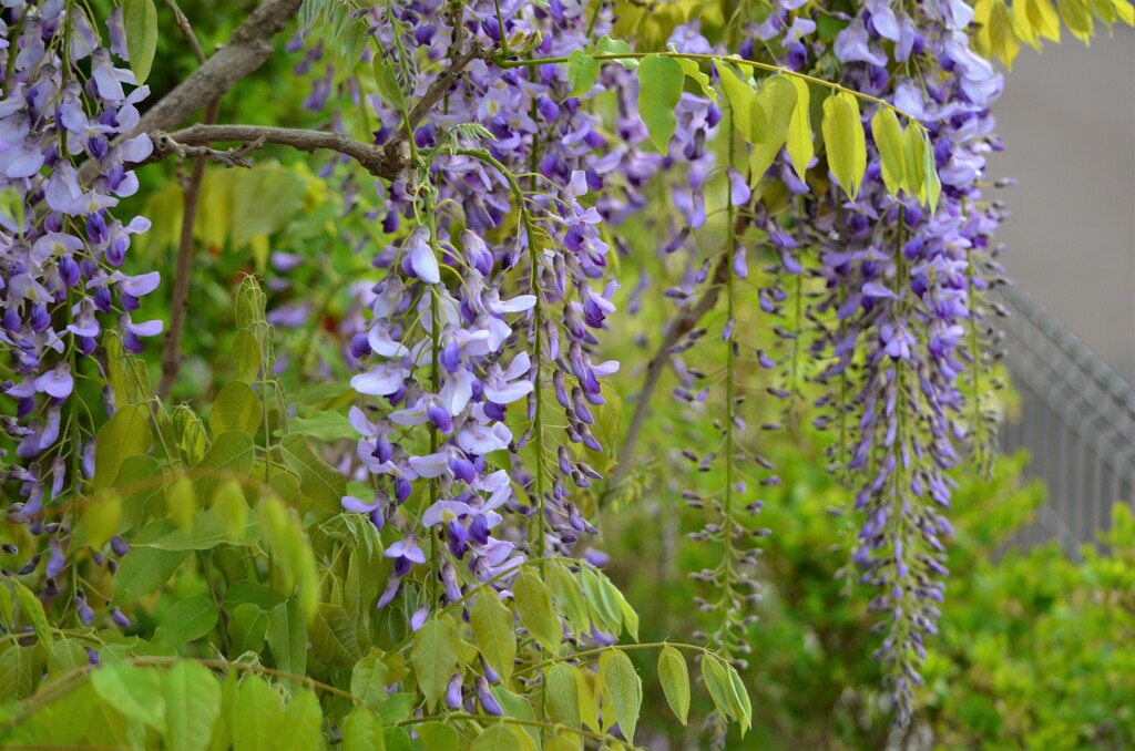 藤の花