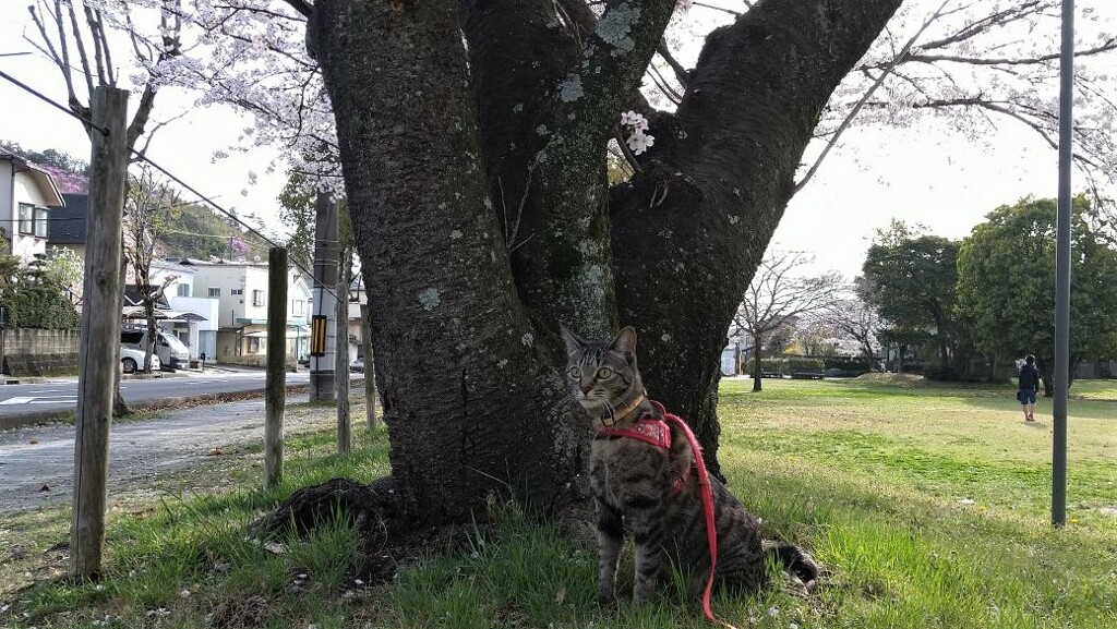 桜の木の下で