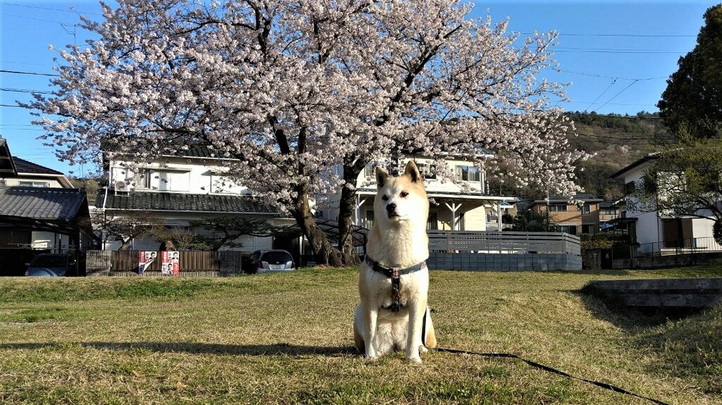 桜とメイ