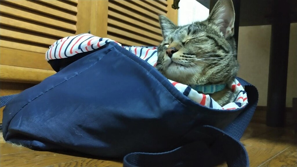 マイバッグ