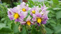 ジャガイモの花