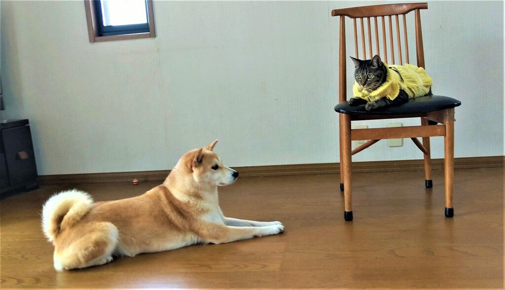 メイとアサヒ③