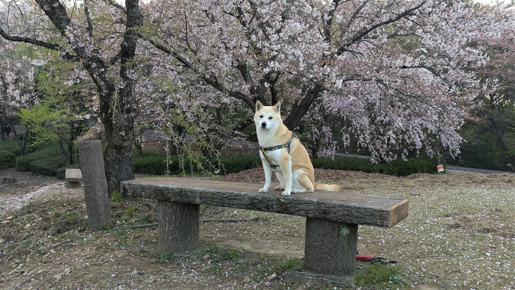 今朝の散歩