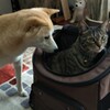 リックキャリー