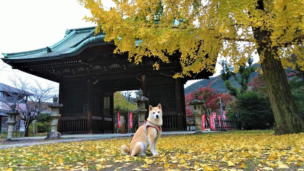 山門とメイ