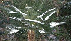 シラサギの群れ