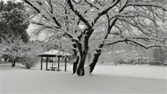 雪景色