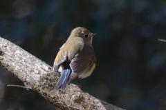 後ろから撮らないで