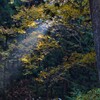 木漏れ日①
