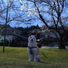 夜桜