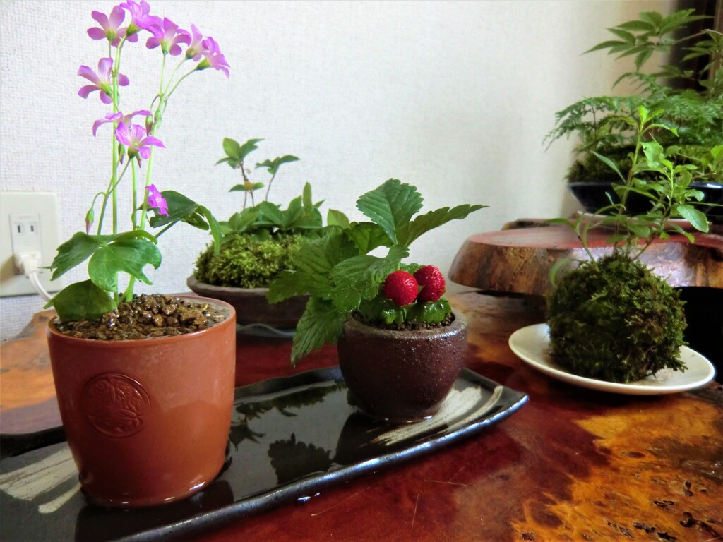 苔玉②