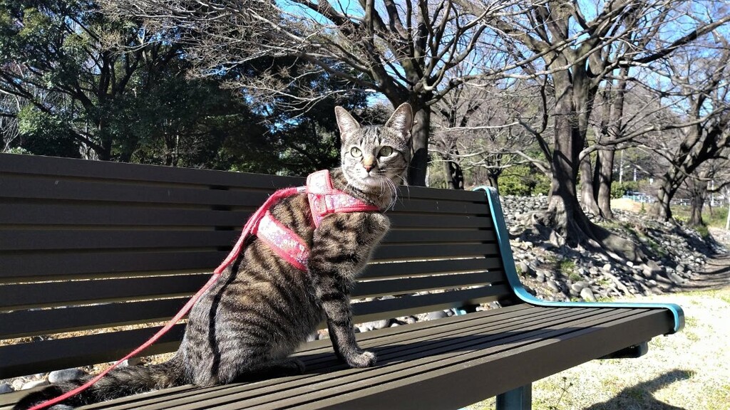 お花見④