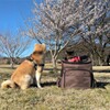 お花見①