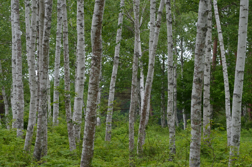 白樺林