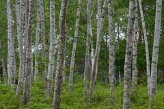 白樺林