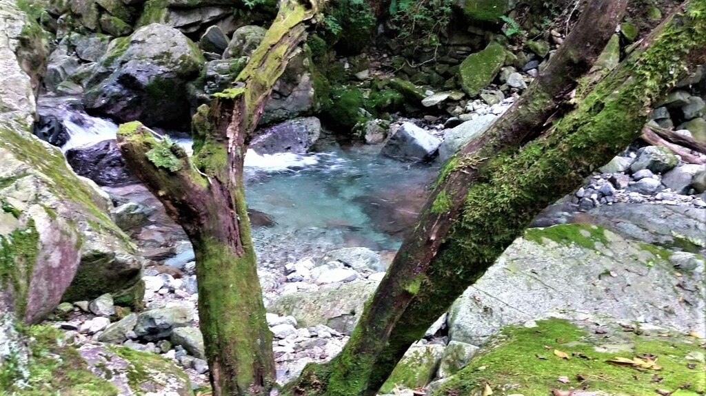 渓流釣り⑥