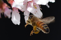 ミツバチと花粉