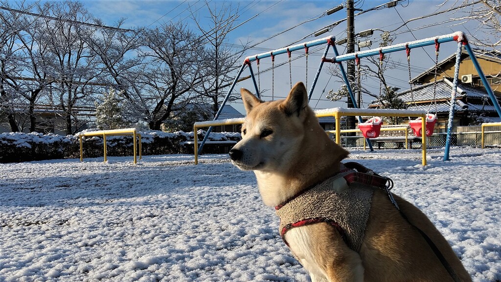 雪の朝