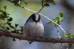 置き物ですか？