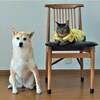 メイとアサヒ①