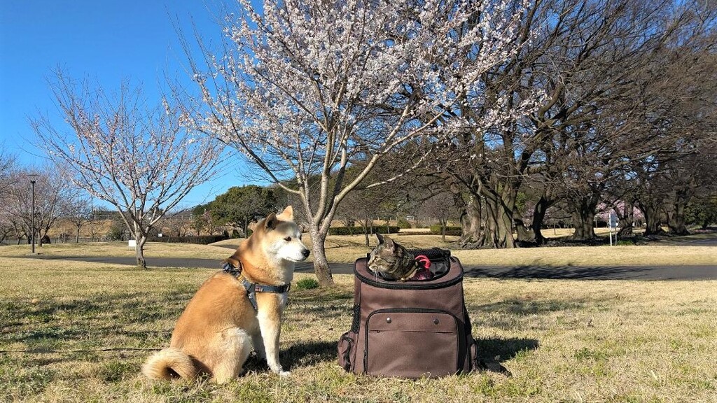 お花見②