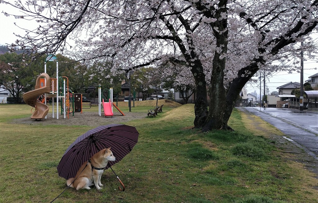 雨降り