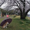 雨降り