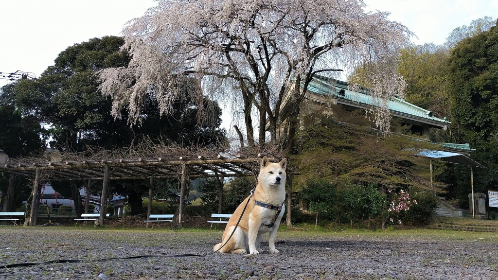 枝垂れ桜