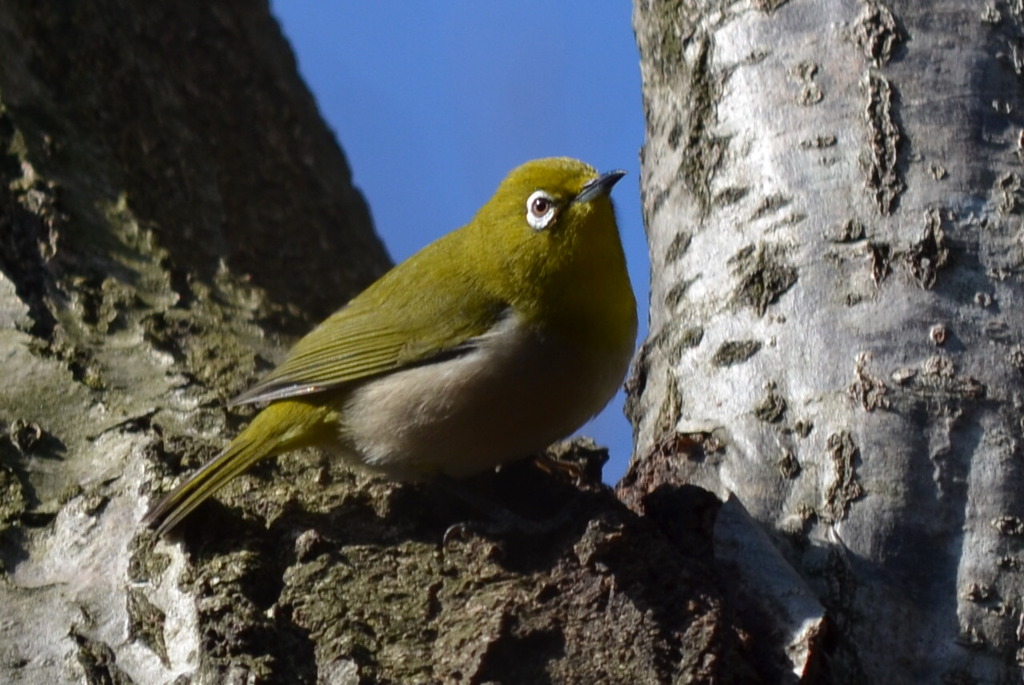ピエロじゃないもん