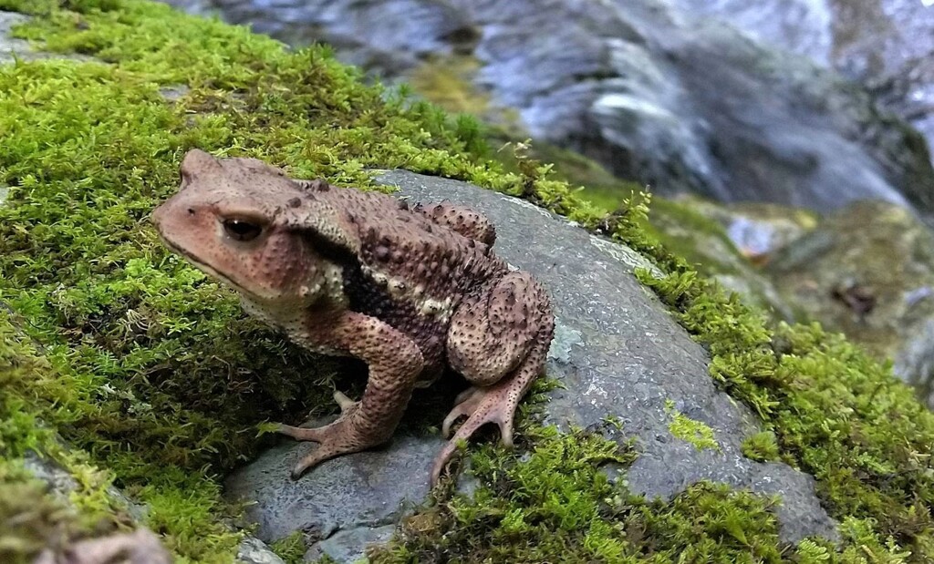 渓流の仲間たち③