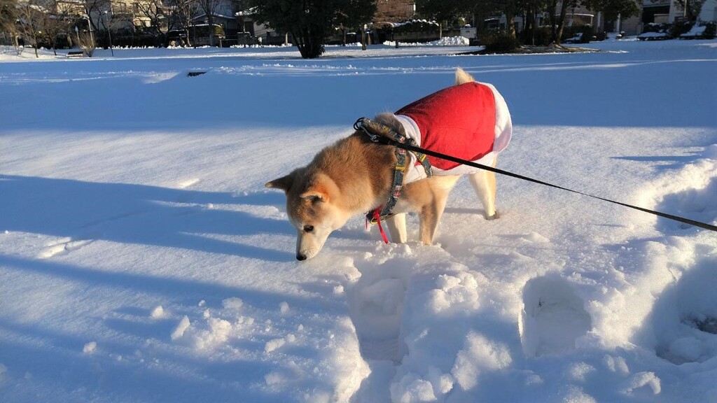 雪食べよ