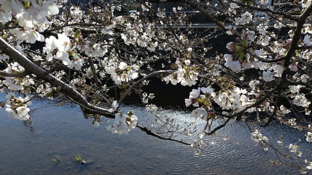 川面と桜