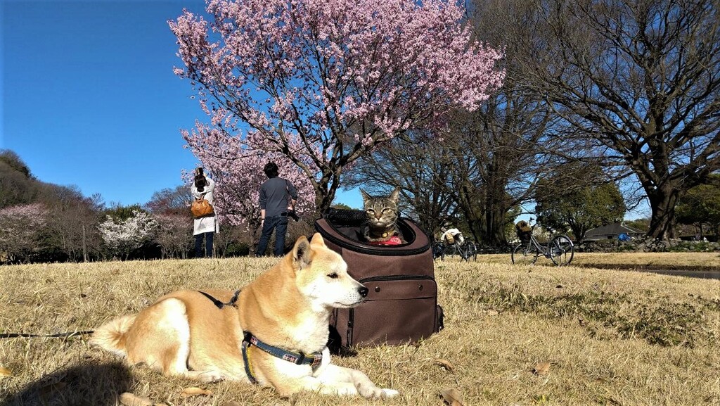 お花見③