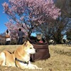 お花見③