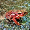 渓流の仲間たち②