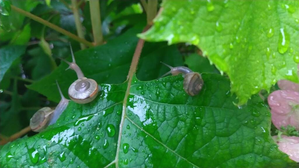 進めでんでん虫