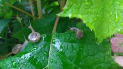 進めでんでん虫