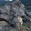 木曽川のシャバーニ―