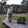 シャボン玉②