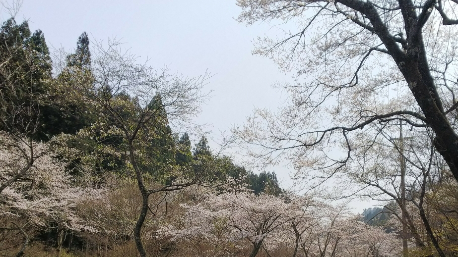 山里に春の訪れ！